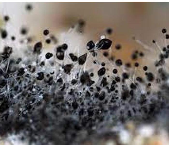 LEARN MORE ABOUT MOLD