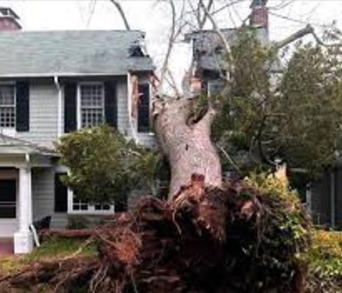 large tree fell on house